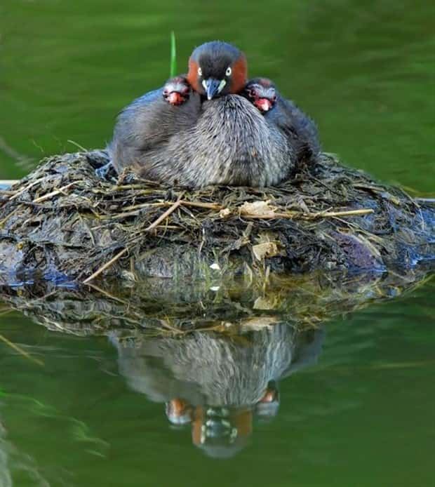 Znovu tie zvierat�